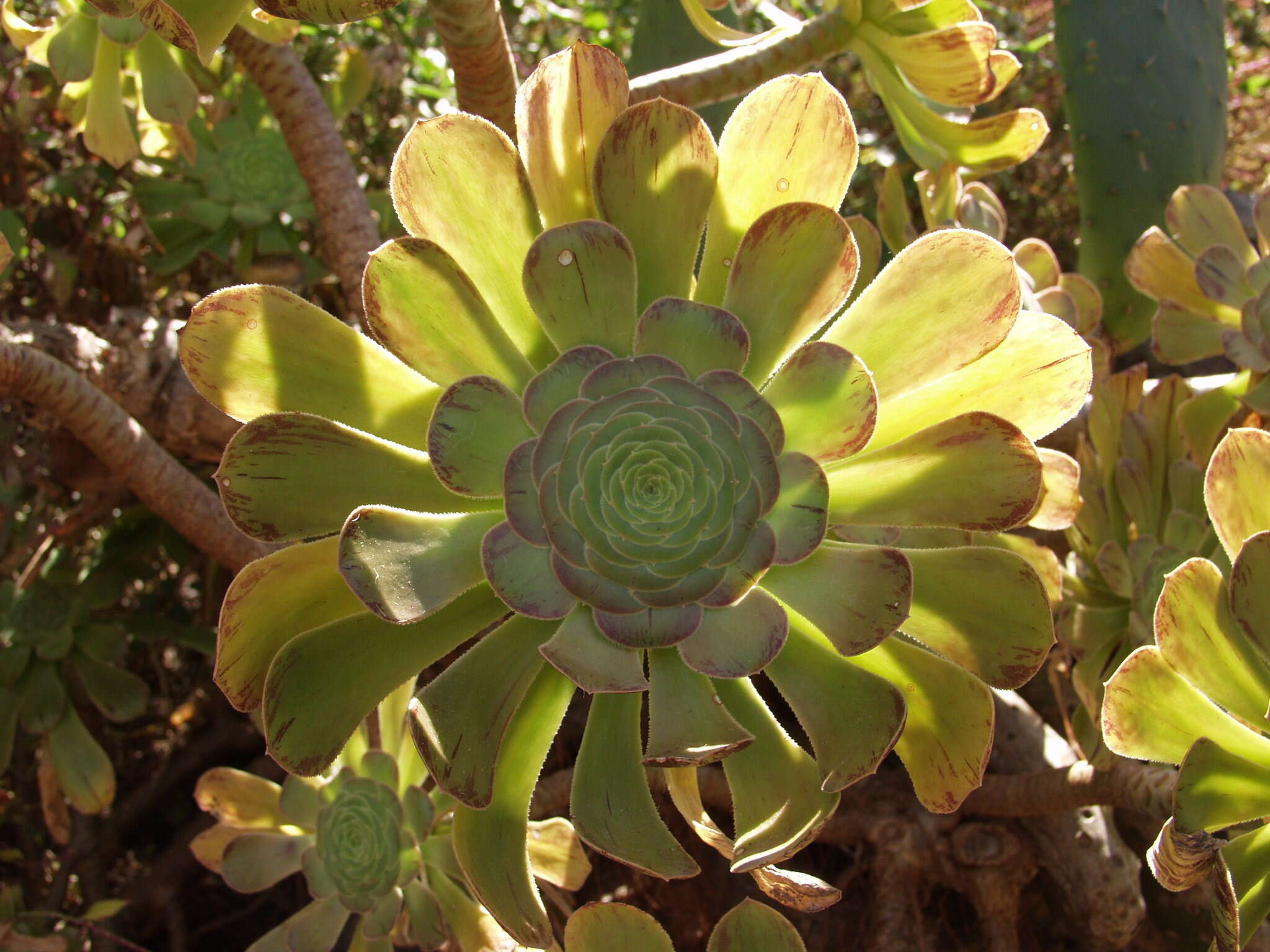 Image of Aeonium arboreum subsp. holochrysum (H. Y. Liu) Bañares