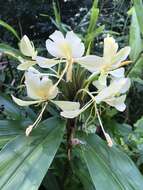 Слика од Hedychium flavum Roxb.