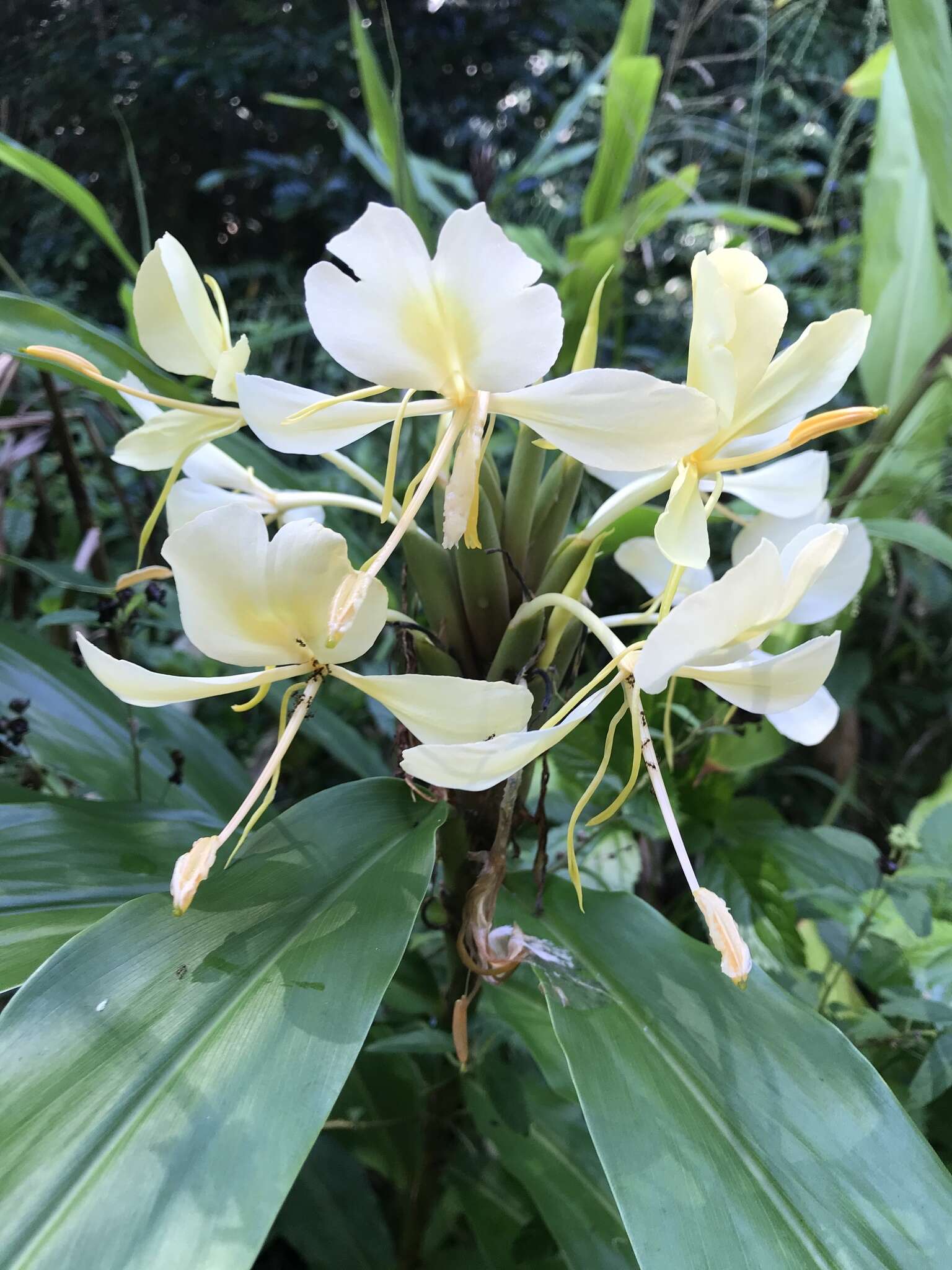 Слика од Hedychium flavum Roxb.