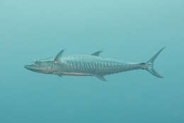 Image of Narrow-barred Spanish Mackerel