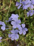 Imagem de Plumbago auriculata Lam.