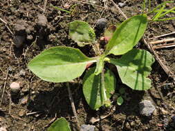 Plantago uliginosa F. W. Schmidt resmi