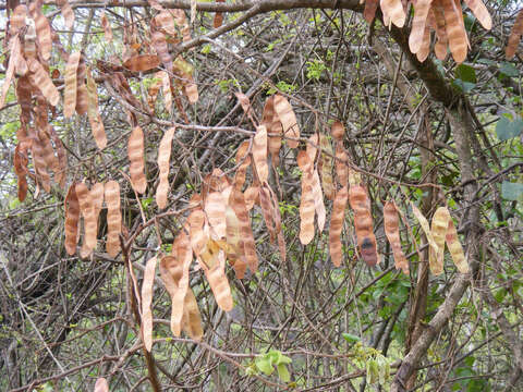 Image of Large-leaved albizia