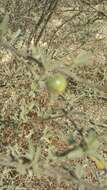 Image of Solanum heinianum W. G. D' Arcy & R. C. Keating