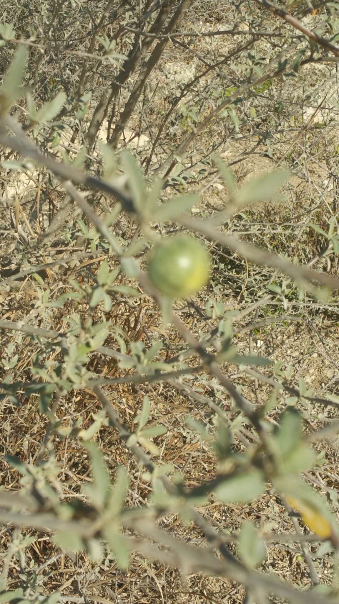 Image of Solanum heinianum W. G. D' Arcy & R. C. Keating