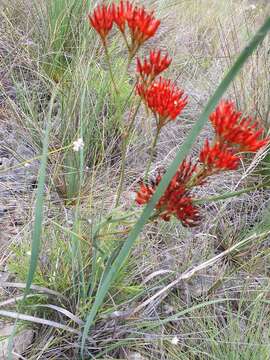 Image of Haemodorum coccineum R. Br.