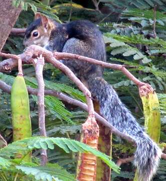 Image of Collie's Squirrel