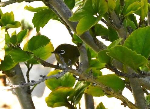 Image of Cape White-eye