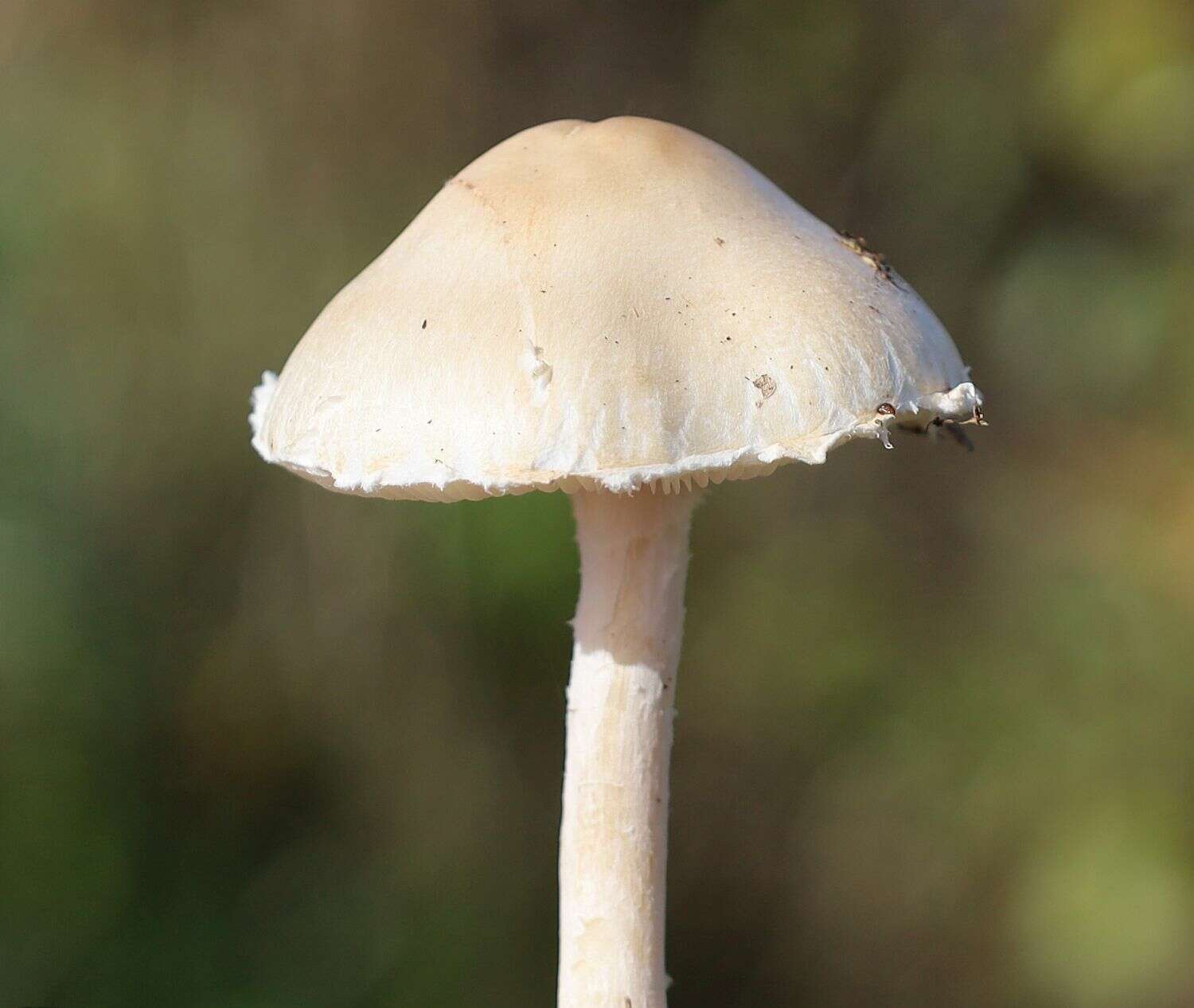 Слика од Lepiota erminea (Fr.) P. Kumm. 1871