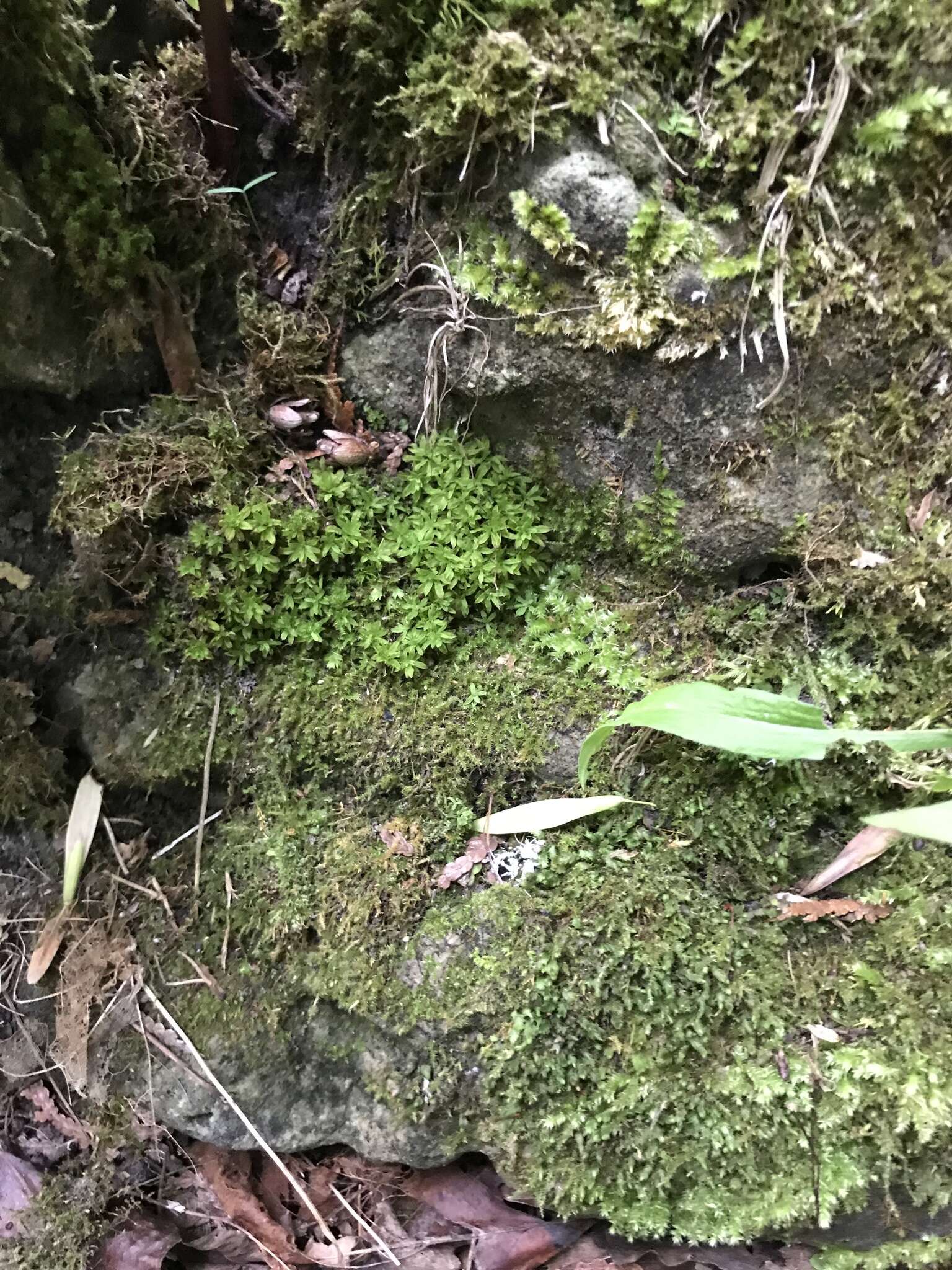 Image of candle snuffer moss