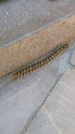 Image of Mediterranean banded centipede