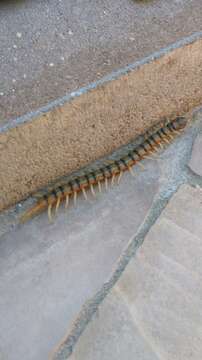 Image of Scolopendra cingulata Latreille 1829