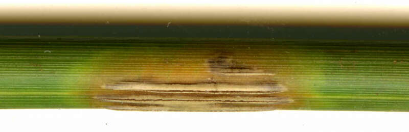 Image of Puccinia cancellata (Durieu & Mont.) Sacc. & Roum. 1881