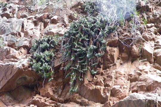 Image of Gasteria rawlinsonii Oberm.