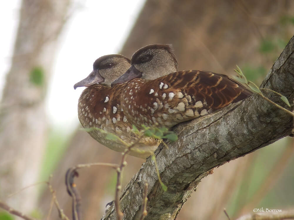 Image of Spotted Whistling Duck