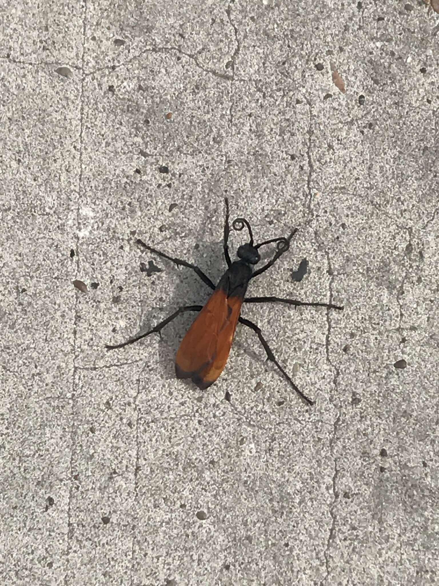 Image of Tarantula Hawk