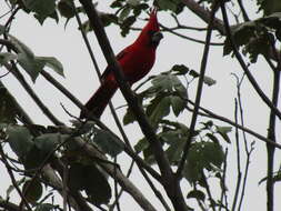 Plancia ëd Cardinalis phoeniceus Bonaparte 1838