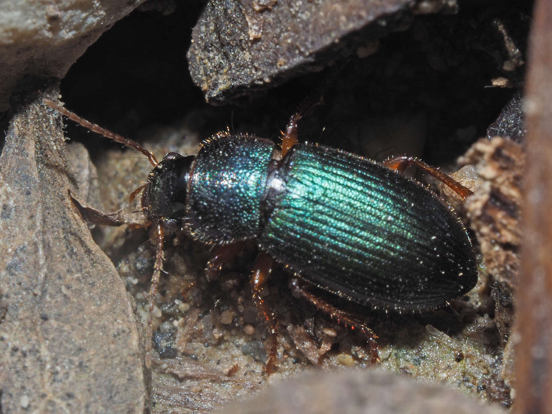 Слика од Ophonus (Hesperophonus) azureus (Fabricius 1775)