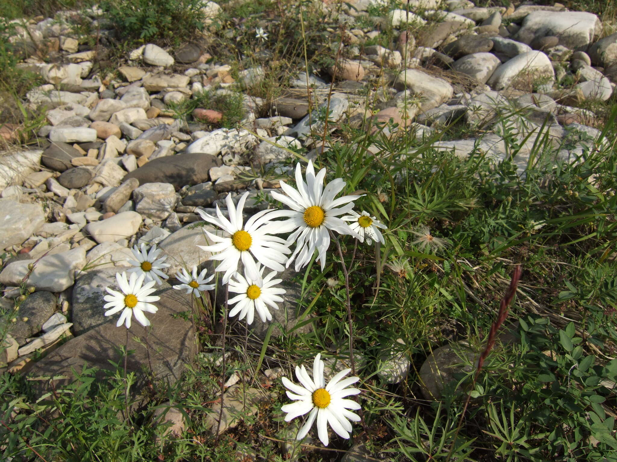 Image of Chrysanthemum zawadskii subsp. peleiolepis (Trautv.) A. V. Grebenjuk & Czepinoga