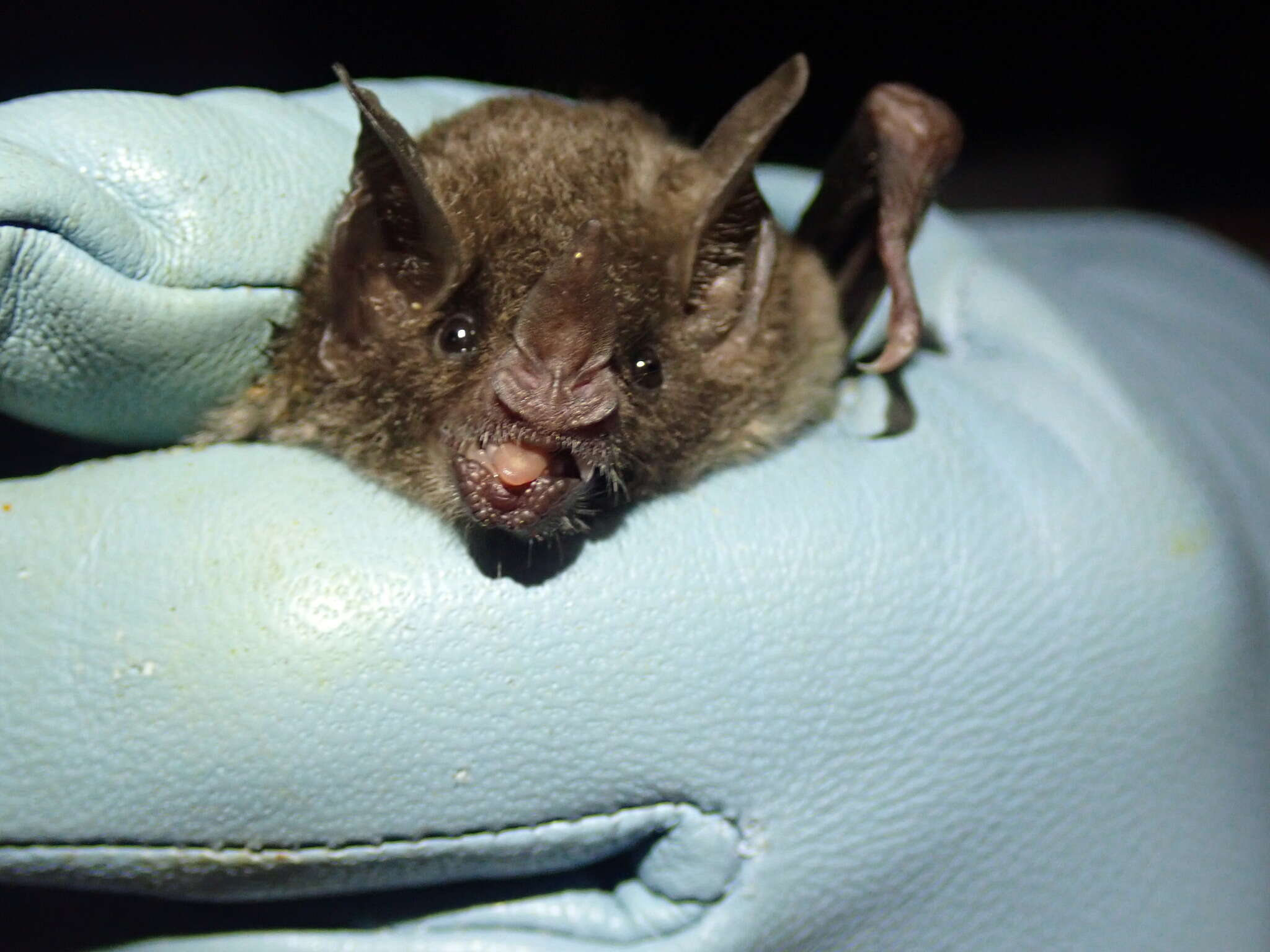 Image of Sowell’s Short-tailed Bat