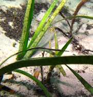 Image of Southern Gulf pipefish