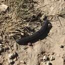 Image of Slate Millipede