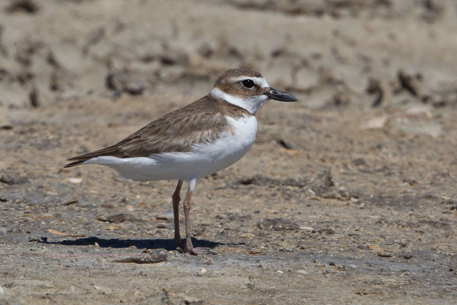 Charadrius wilsonia Ord 1814 resmi