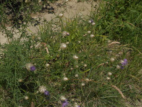 Image of Centaurea alba subsp. deusta (Ten.) Nym.