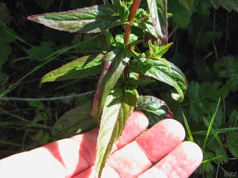 Image of fringed willowherb