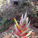 Image of Tillandsia nuyooensis Ehlers