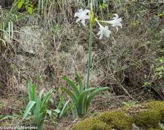 Imagem de Hippeastrum argentinum (Pax) Hunz.