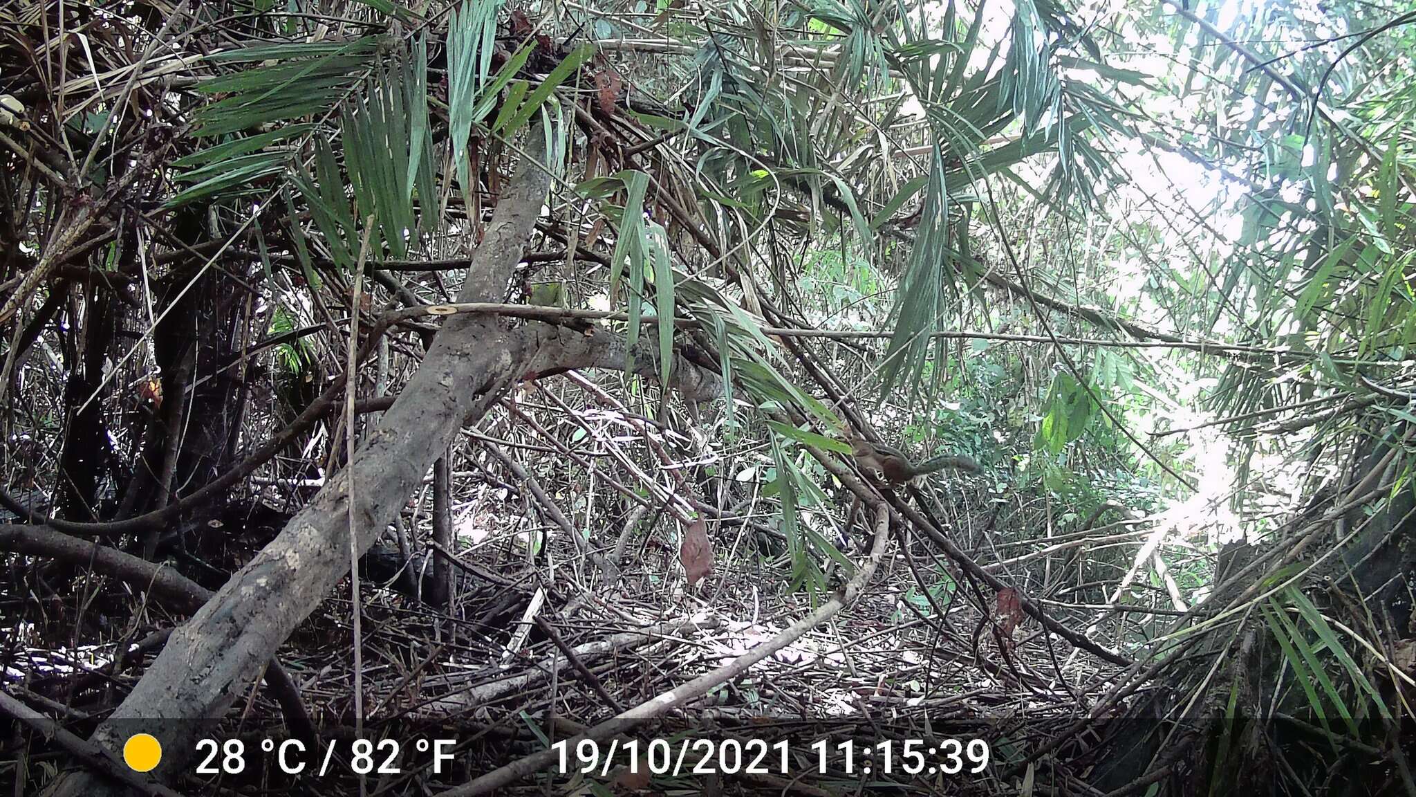 Image of Fire-footed Rope Squirrel