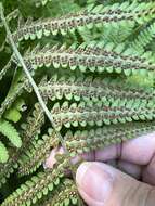 Image of Dryopteris filix-mas subsp. brittonii Fraser-Jenk. & Widén