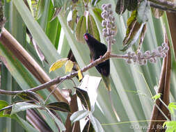 Image of Papuan Lorikeet