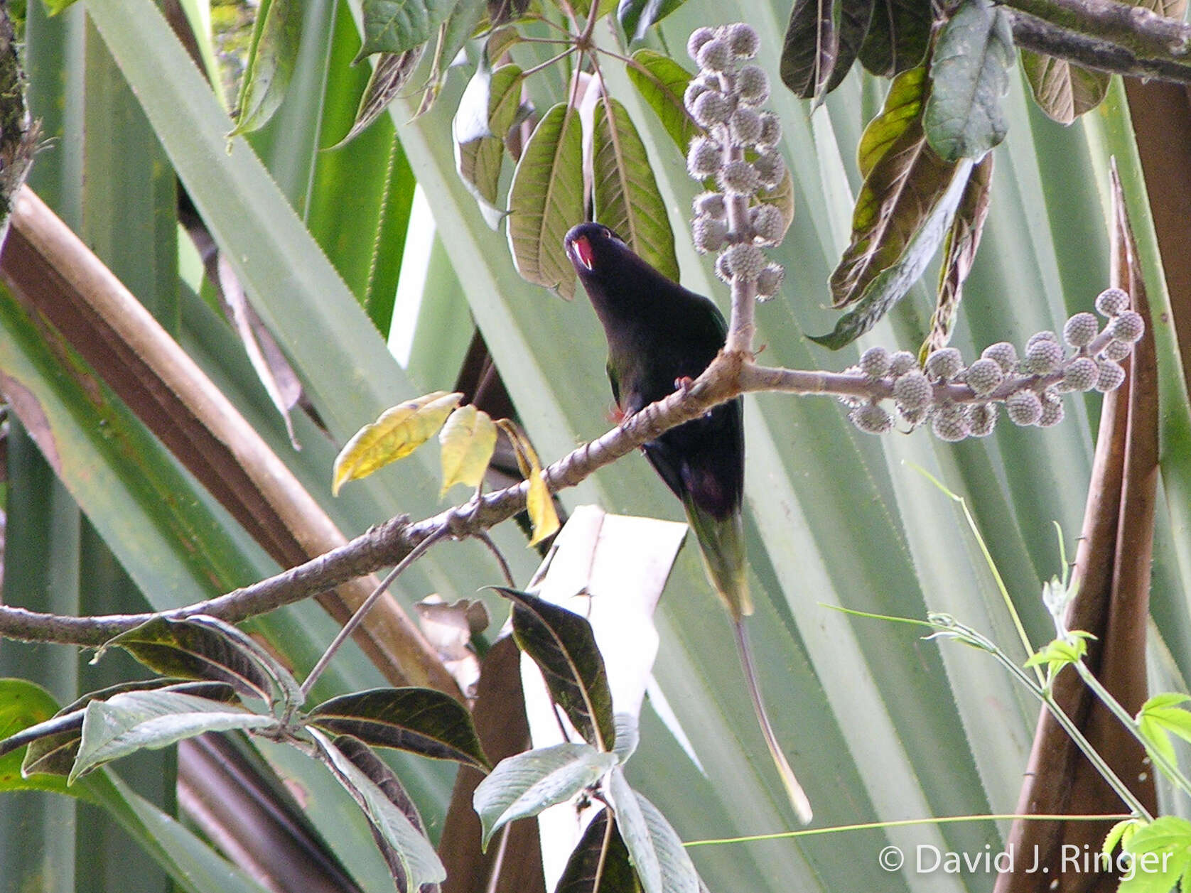 Image of Papuan Lorikeet