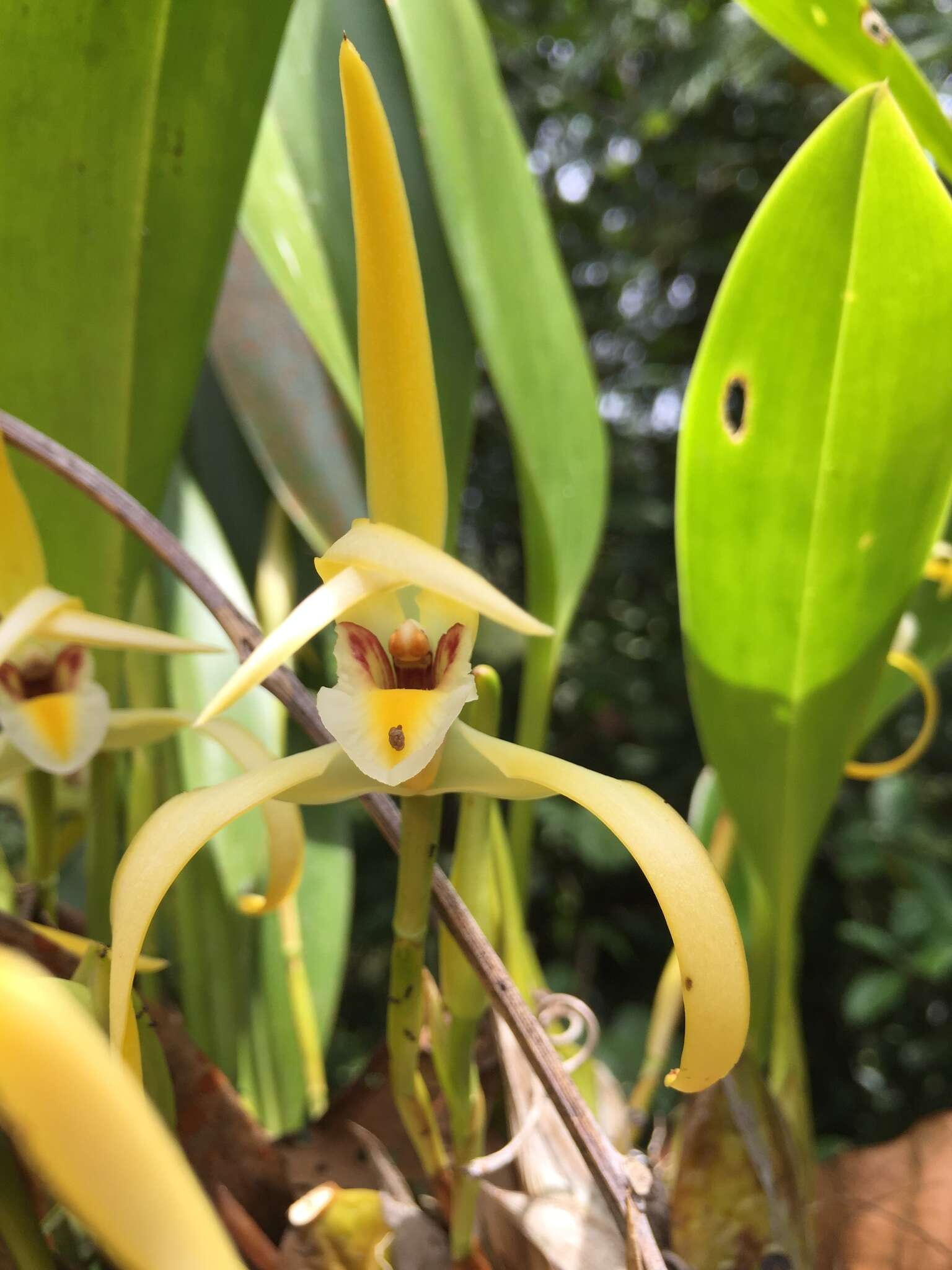 Image of Maxillaria endresii Rchb. fil.