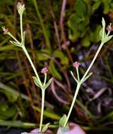 Euphorbia inundata var. inundata resmi