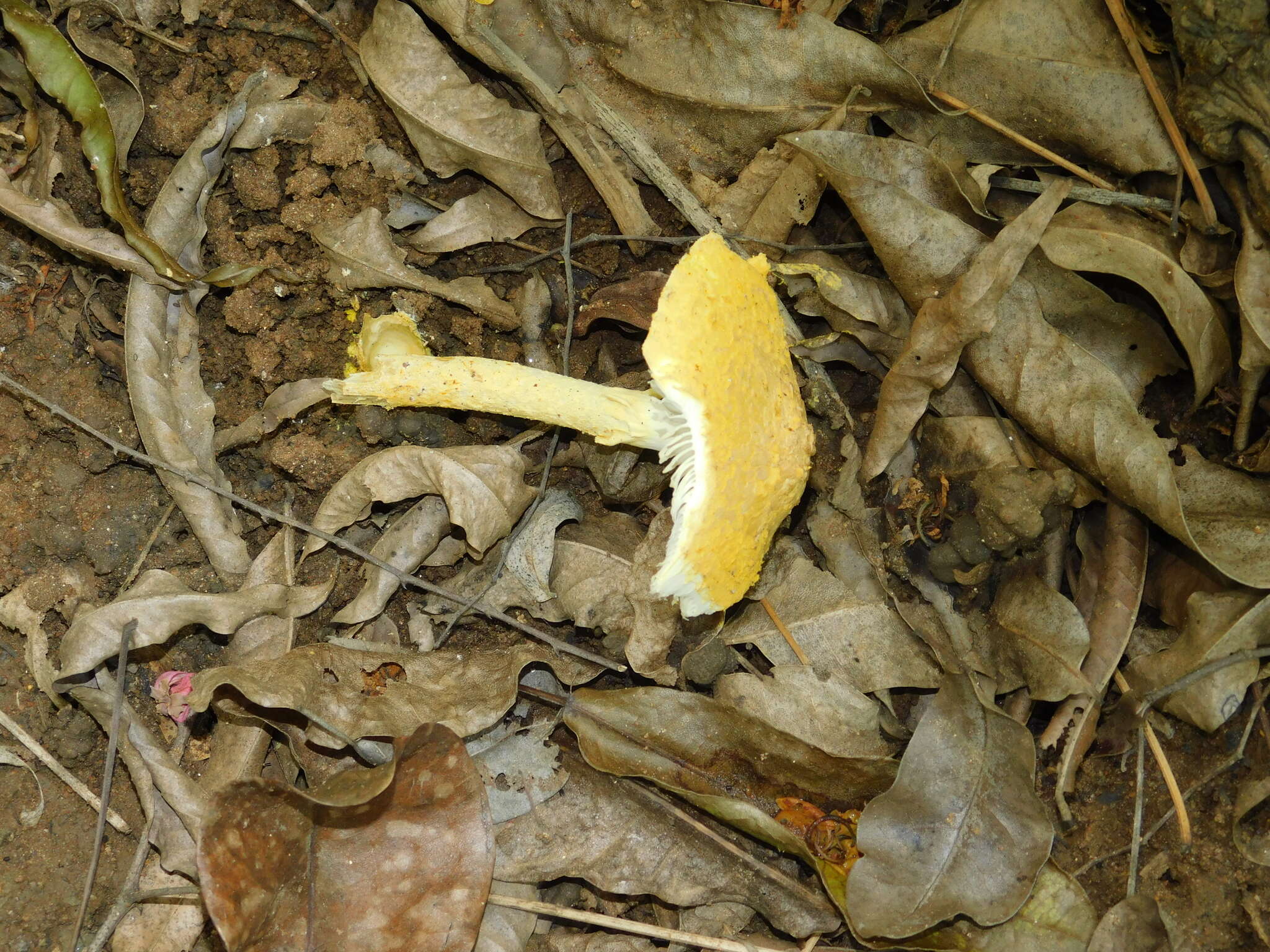 Image of Aspidella aureofloccosa (Bas) Vizzini & Contu 2013
