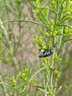 Image of Agrilus walsinghami Crotch 1873