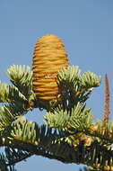 Image of white fir