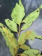 صورة Nectandra reticulata (Ruiz & Pav.) Mez