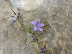 Imagem de Campanula celsii A. DC.