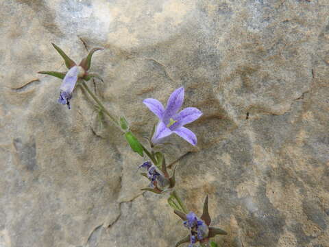 Campanula celsii A. DC. resmi