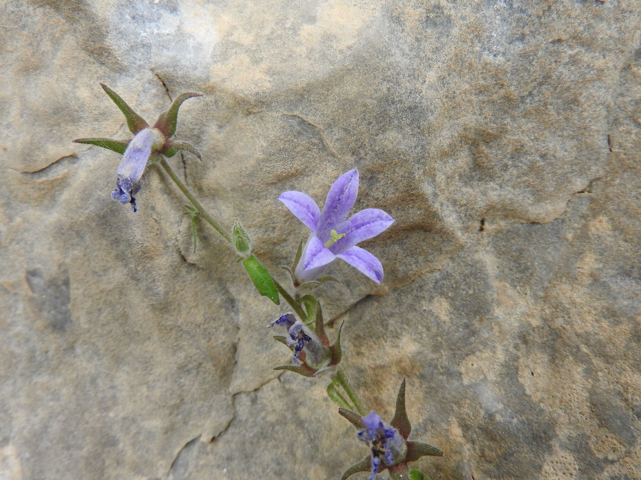 Imagem de Campanula celsii A. DC.