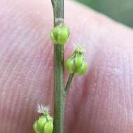 Image of Marsh Arrowgrass