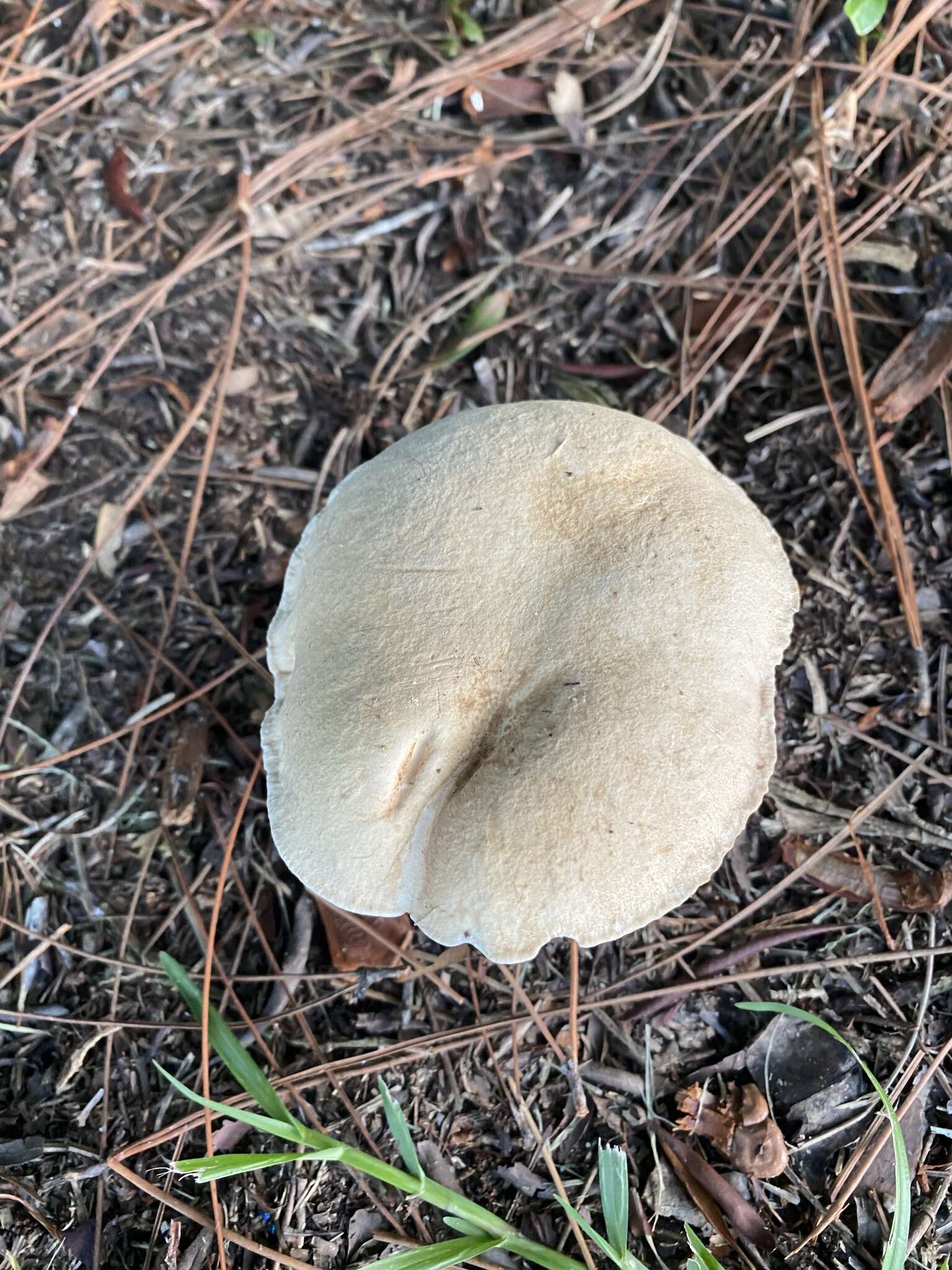 Image of Pale bitter bolete