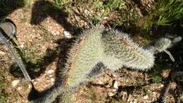 Image of Gander's buckhorn cholla