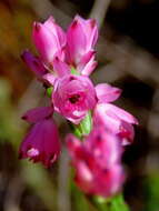 Image of Erica corifolia var. corifolia