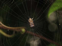 Image of Cyclosa diversa (O. Pickard-Cambridge 1894)