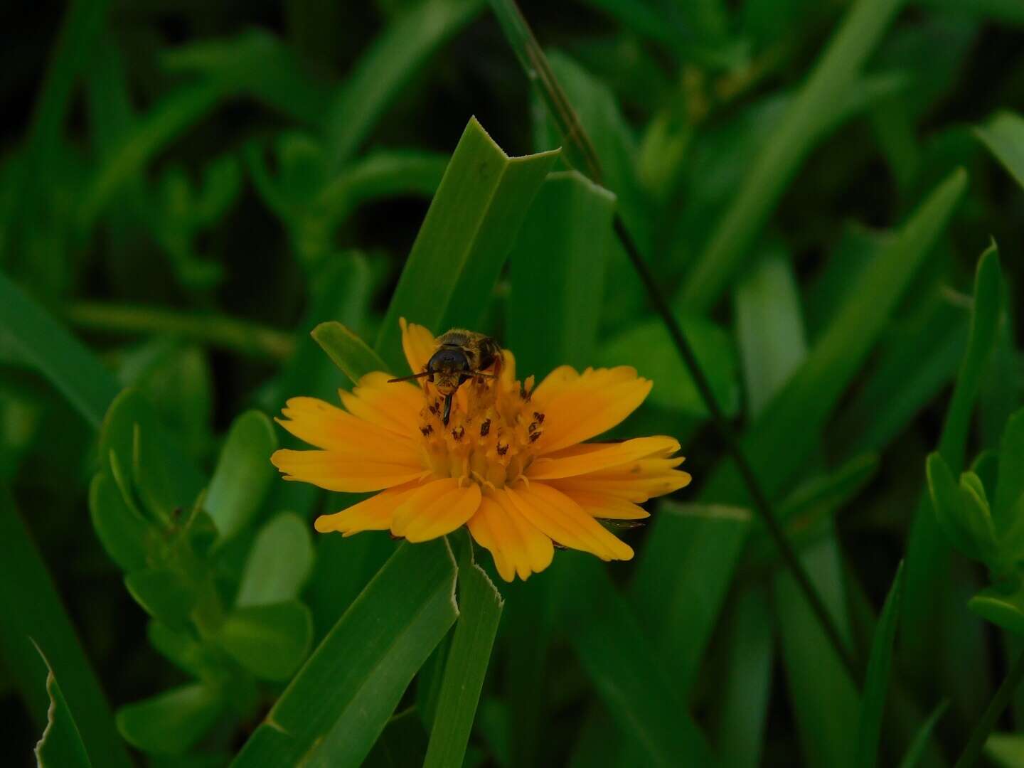 Image of Halictus poeyi Lepeletier 1841